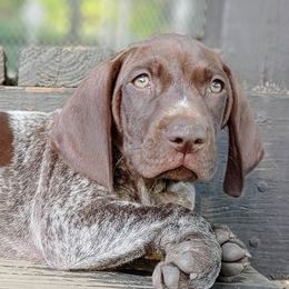 German Shorthaired Pointers from Benji's Bird Dogs