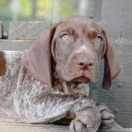 German Shorthaired Pointers from Benji's Bird Dogs