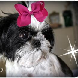 Shih Tzu and Yorkshire Terrier All Grown Up from Danielle's Yorkie & Shih Tzu Babies