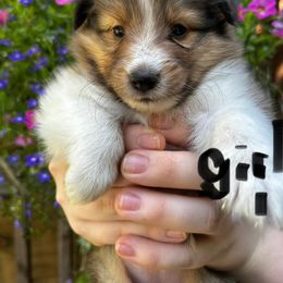 Dreama - Sable and white female Shetland Sheepdog puppy in East Bank, West Virginia from Belmar Shetland Sheepdogs