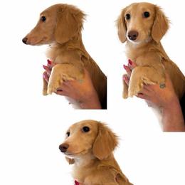 Ava - Dachshund