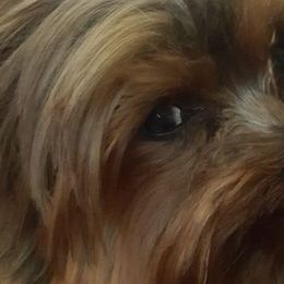 Yorkshire Terriers from Fall River Yorkies