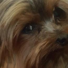 Yorkshire Terriers from Fall River Yorkies