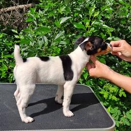 Rat Terrier Puppies from Far North Rat Terriers