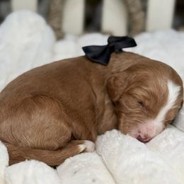 Black-nibbles - Red male Bernedoodle puppy in Yuciapa, California from AlltheDoodlez_