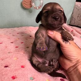 Pink collar - Wild boar male Dachshund puppy in Live Oak, Florida from The Weenie Herd Mom