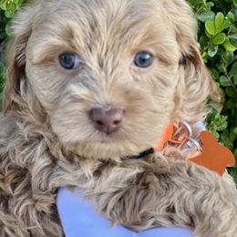 Orange Collar Noel - Australian Labradoodle puppy from Grammy's Puppy Love doodles and poodles