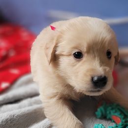 Rey Skywalker - Golden Golden Retriever puppy in Ocean City, Washington from Mary Market's Sundancin' Goldens
