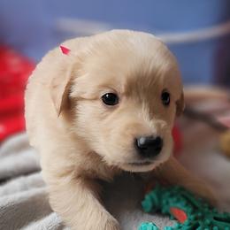 Rey Skywalker - Golden Golden Retriever puppy in Ocean City, Washington from Mary Market's Sundancin' Goldens