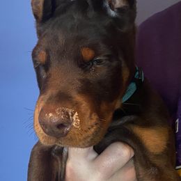 Doberman Pinschers from Asguardian Kennel