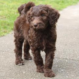 Eros - Chocolate male Labradoodle puppy in Grants Pass, Oregon from Oregon Valley Pups