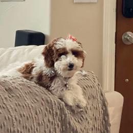 Goldendoodle All Grown Up from Goldendoodle AZ