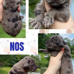 NOS - Merle male Great Dane puppy in Wellsville, New York from Prophecy Danes