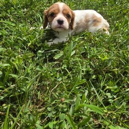 Sammy - Blenheim male Cavalier King Charles Spaniel puppy in Pennsylvania from Julie's Cavalier King Charles Spaniels