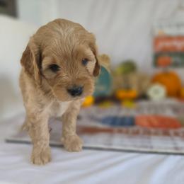 Margot - Cream female Goldendoodle puppy in Arthur, Illinois from Perfect Pugs