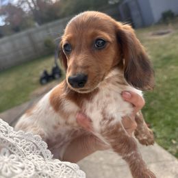 Brownie - Piebald female Dachshund puppy in Vermilion, Ohio from Dueck Dachshunds