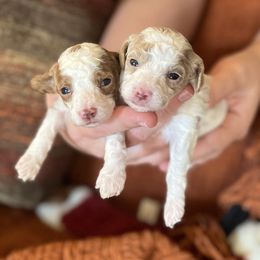 Jelly bean - Parti female Poodle puppy in Wharton, Texas from In the Red Poodles