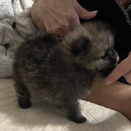 Sapphire Rose - Cream sable female Pomeranian puppy in Wilmington, North Carolina from Sparkle Plenty Poms