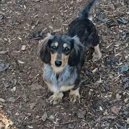 Greyson - Dachshund