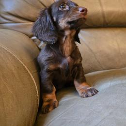 Mila - Chocolate and tan female Dachshund puppy in Springfield, Ohio from LUXEYPUPS