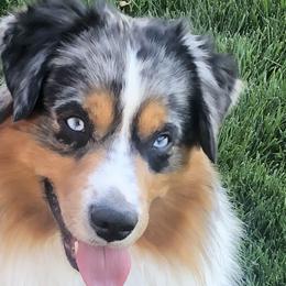 Rip - Miniature Australian Shepherd