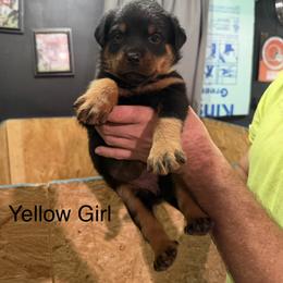 Girl 2 - Black and mahogany female Rottweiler puppy in Lima, Ohio from Vom Hause Bishop