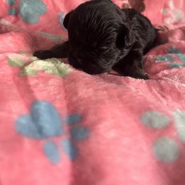 Aurora - Black and white female French Bulldog puppy in Columbus, Ohio from Kallie’s Kennel