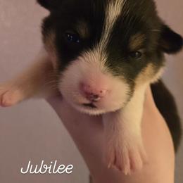 Jubilee - Black and tan female Pembroke Welsh Corgi puppy in Citrus Heights, California from The Joy of Corgis