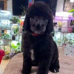 Encore - Silver male Poodle puppy in Alaska from Rumor Haz It Kennels