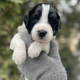 Cedar - Parti male Goldendoodle puppy in Lancaster, Pennsylvania from Doodles in the Skye