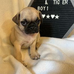 Boy 1 - Fawn male Pug puppy in Norborne, Missouri from Pug Palace