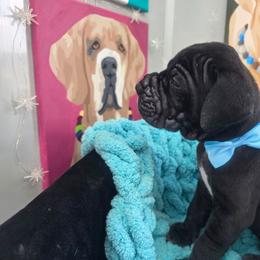 Wilson - Black male Great Dane puppy in Granby, Missouri from HCR Great Danes