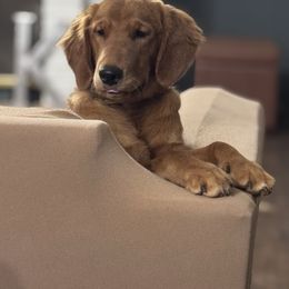 Guardian Home Female- please read - Dark golden female Golden Retriever puppy in Piedmont, South Carolina from The Farm at Saluda Ridge