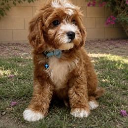 Nick - Red male Cavapoo puppy in Gilbert, Arizona from Dani’s Dawgs