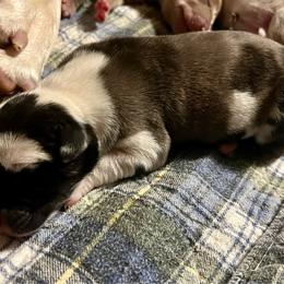 Jasmine - Harlequin female Great Dane puppy in Marlow, New Hampshire from Fox Hill Danes