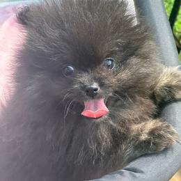 Smoke - Black male Pomeranian puppy in Kansas City, Missouri from S&K Pomeranians