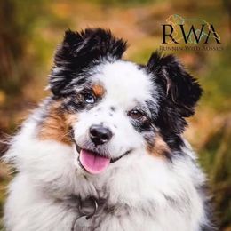 Miniature Australian Shepherds and Toy Australian Shepherds from Diamond M Toy & Mini Aussies