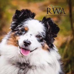 Miniature Australian Shepherds and Toy Australian Shepherds from Diamond M Toy & Mini Aussies
