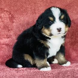Pink Collar Female - Black rust and white female Bernese Mountain Dog puppy in Bristol, Tennessee from Holston Hollow Farm