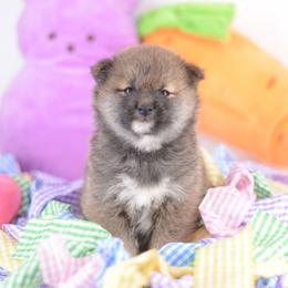 Fez -FULL AKC REGISTRATION- - Red male Shiba Inu puppy in Neosho, Missouri from Kenny Cave K9s