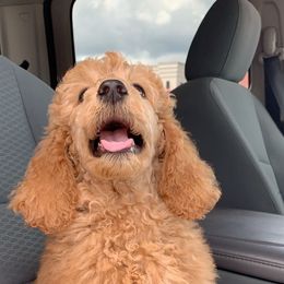 Goldendoodle and Poodle Puppies from Cottrell’s Poodles & Doodles