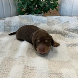 Maserati - Chocolate and tan male Dachshund puppy in Menifee, California from Dachshunds in SoCal