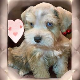 Scotch - Merle male Schnoodle puppy in Kentucky from Mrs Bs Teeny Schnauzers & Doodles