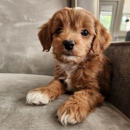 Ore - Red  male Goldendoodle puppy in Grand Junction, Colorado from QP Doodles
