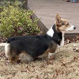 Kiki - Pembroke Welsh Corgi