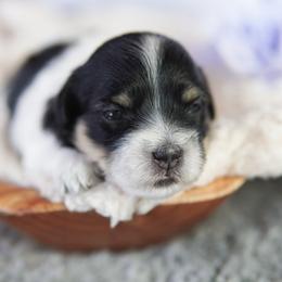 River - Tri-color female Coton de Tulear puppy in Forney, Texas from Buttercup Cotons of Texas