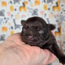 Winne - Chocolate and white female Chihuahua puppy in West New York, New Jersey from Pixie’s Magical Puppies