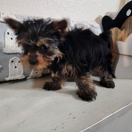 Oliver - Black and tan male Yorkshire Terrier puppy in Kingston, Oklahoma from Lake Life