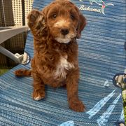 Valor - Red male Irish Doodle puppy in Pottstown, Pennsylvania from Willow-Be Doodles
