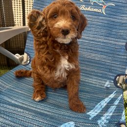 Valor - Red male Irish Doodle puppy in Pottstown, Pennsylvania from Willow-Be Doodles